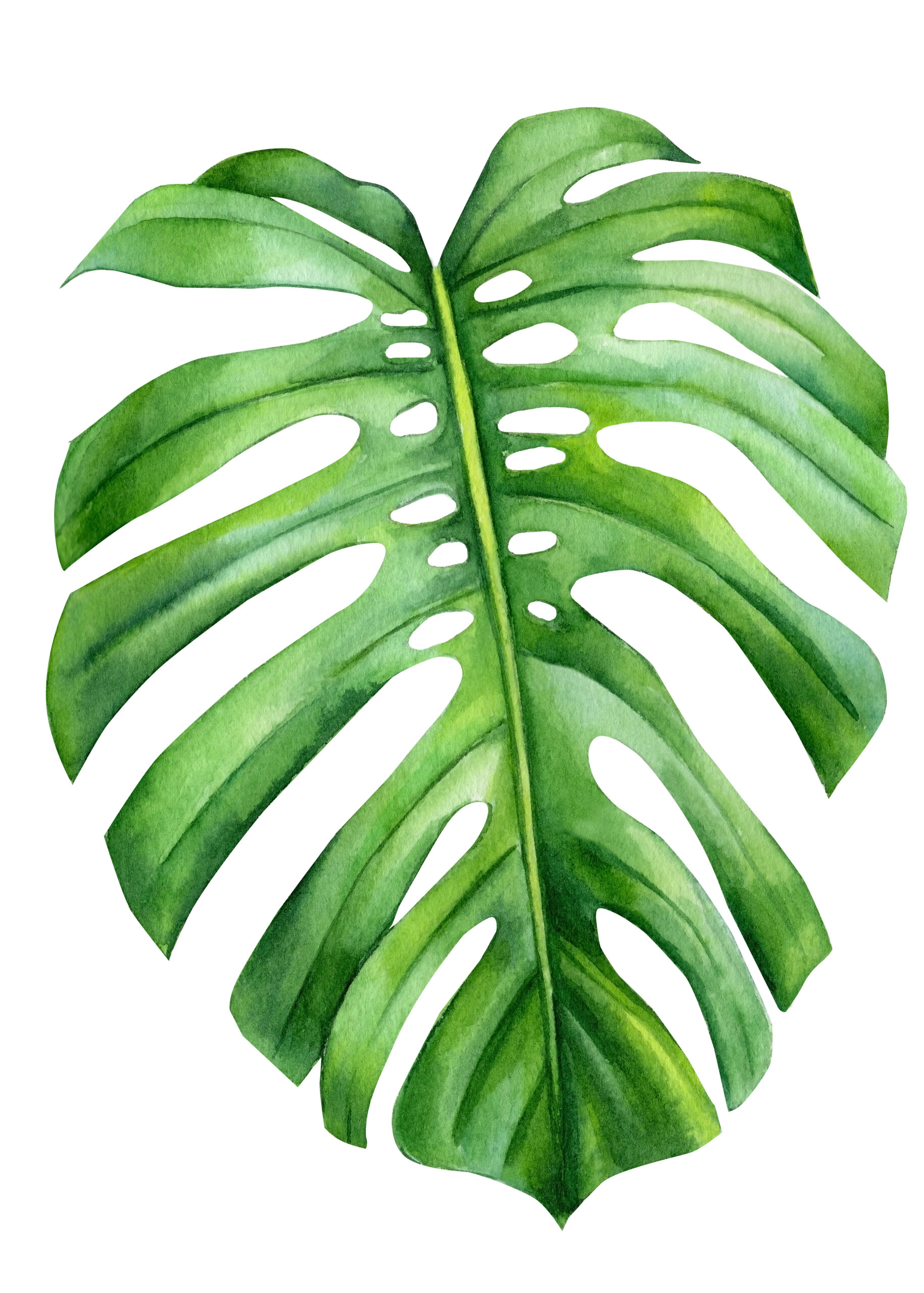 Zeichnung eines Blattes der Zimmerpflanze Monstera (deutsch: Fensterblatt)