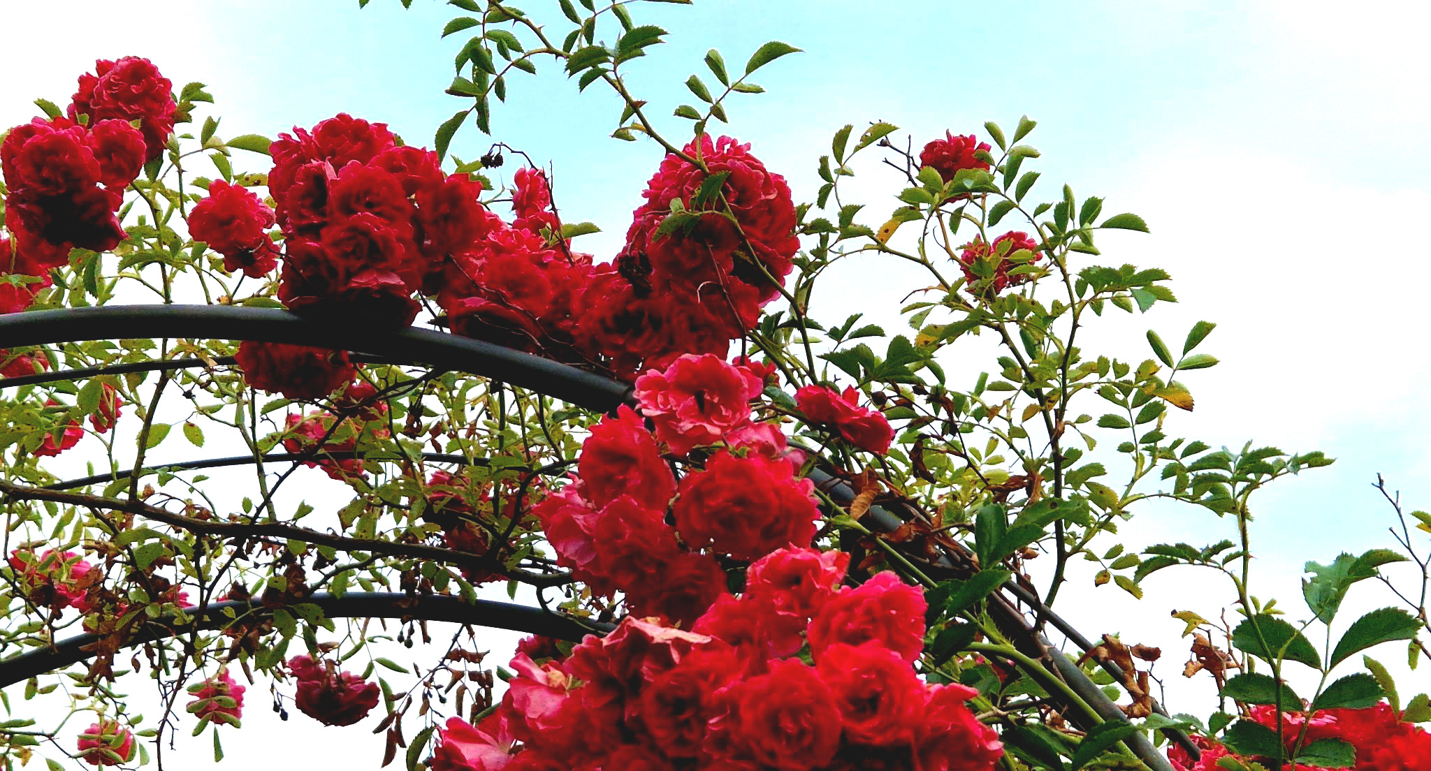 Auch im Urlaub: Üppig blühende Rosen dank Planung